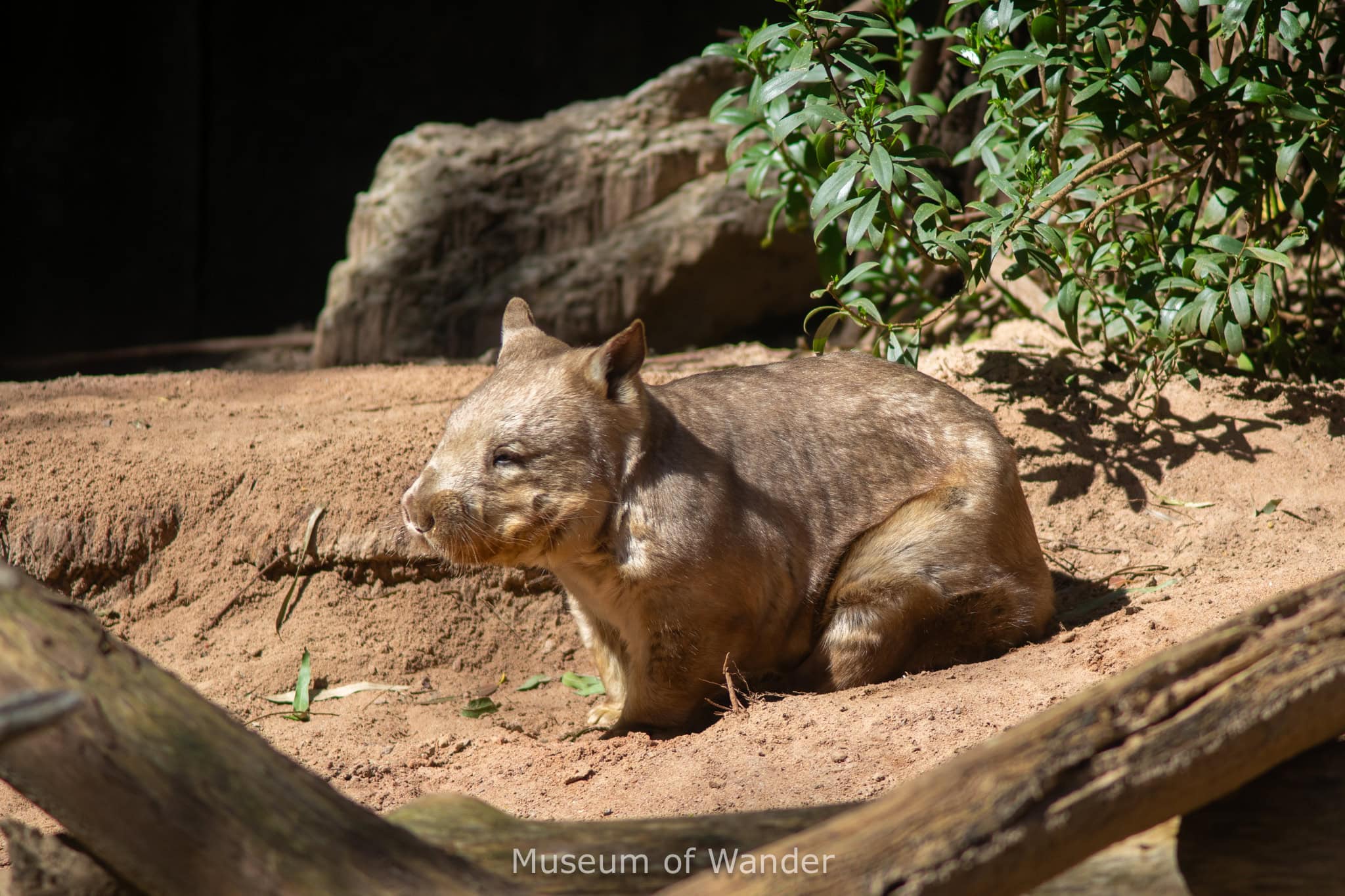 An awkward looking wombat sits in the morning sun